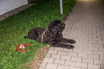 Stuttgart Steckfeld: Mehrere Verletzte bei Verpuffung in Wohnung